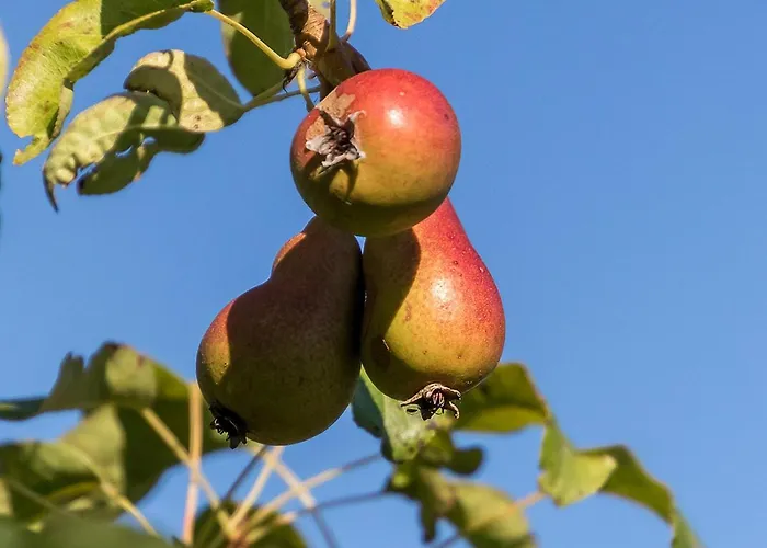 La Cour Souveraine - D'hotes La Peninsule Gæstehus