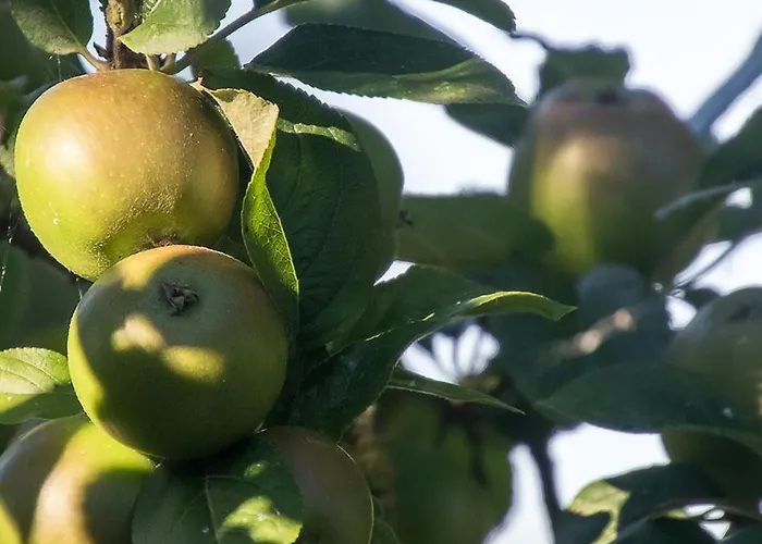 La Cour Souveraine - D'hotes La Peninsule Mosles