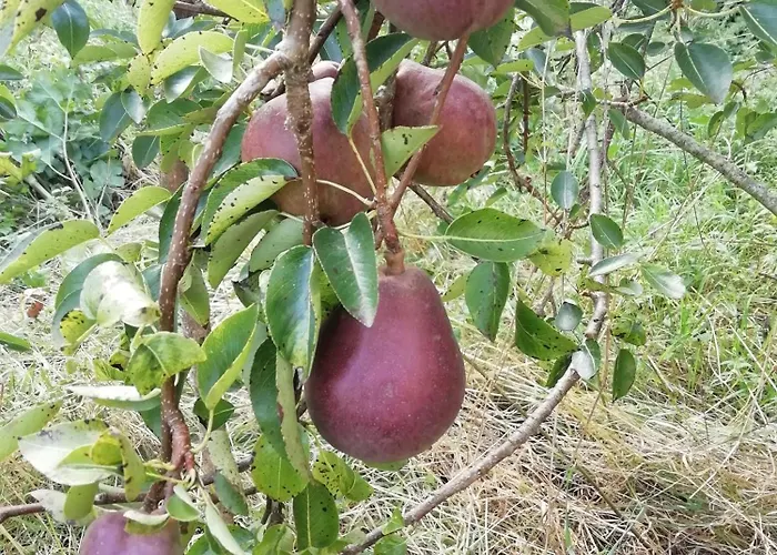 La Cour Souveraine - D'hotes La Peninsule Gæstehus Mosles